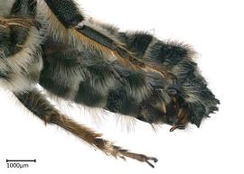   Megachilenbsp;albisecta nbsp;male lateral view of sterna, photo: Colleen Meidt 
